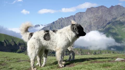 An old Dogs walking together on a Mountain Meadow - Kaukaz, Georgia Nature