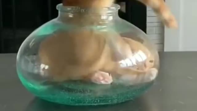 Cat's short video of how the cat got into the glass pot