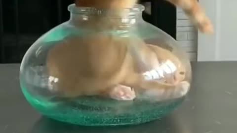 Cat's short video of how the cat got into the glass pot
