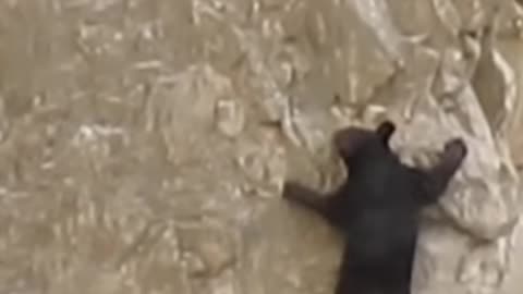 Climbing Challenges: A Bear's Daylight Ascent!