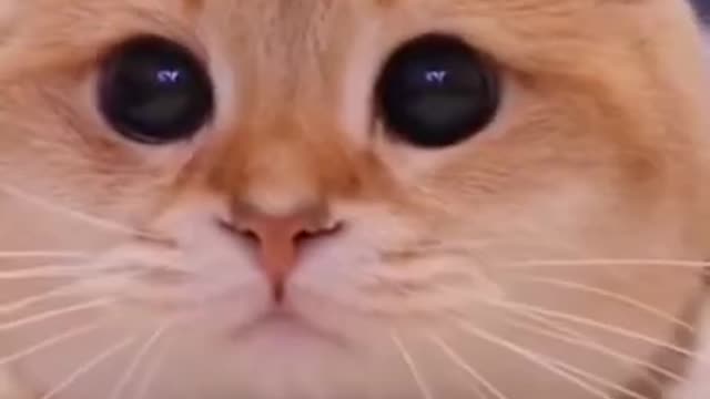 Cats are so funny FUNNY CAT VIDEOS