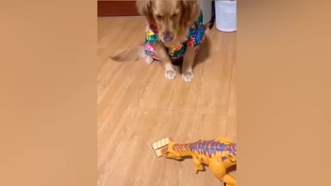 Dog Reaction to Cutting Cake 🤣 6 - Funny Dog Cake Reaction Compilation