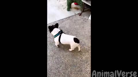 🐾You Laugh You Lose But With Dogs and Cats😂🐱🐶