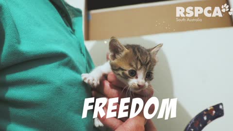 Kitten Saved from Inside of Wall