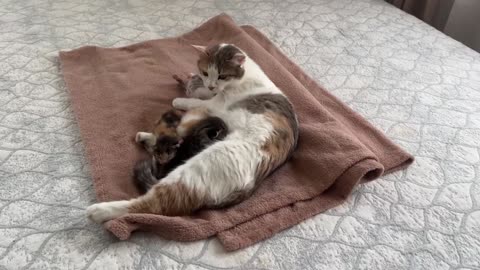 Pets, a very warm scene makes people very comfortable