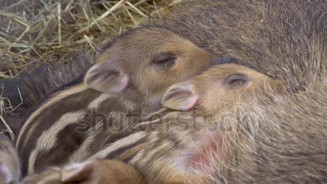 Young wild boar