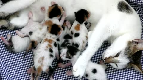 cute little cats with mom makes you laugh!