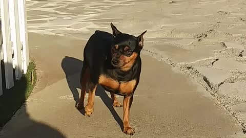 Dog 🐕 Videos Only For Dog Lovers