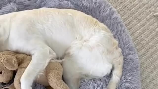 Dogs/puppies funny animals