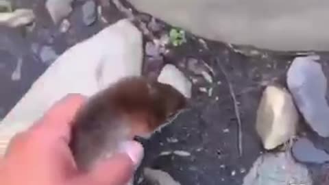 funny animals #13