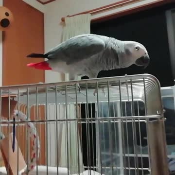 African grey good at heading!