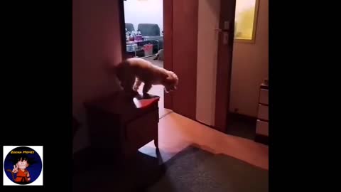 puppy meme