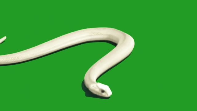 White Snake on Green Screen Green Screen Snake snake video Greenscreen