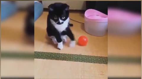 Cute kitten ! So cute