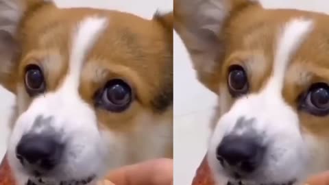 Baby cute and baby dog cute and funny video #MFGfun