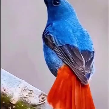 Bislima a rehman niraheem mashallah beautiful Islamic videos