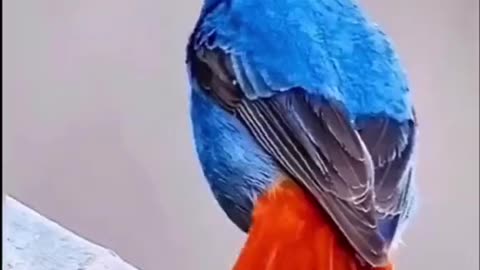 Bislima a rehman niraheem mashallah beautiful Islamic videos
