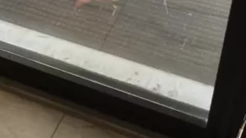 Cardinals confused by seeing themselves in a reflection