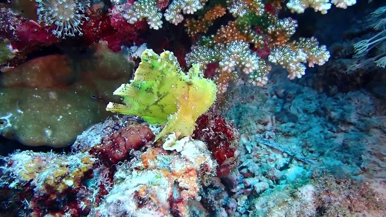 Unique fish body like coral reefs