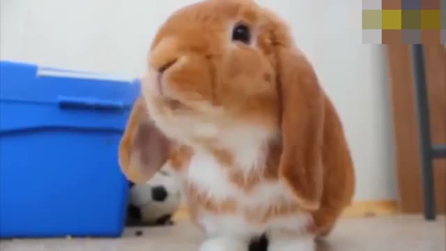 Funny Rabbit #7. It's a funny thing, though.