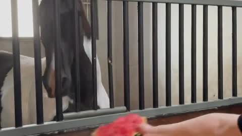 Horse eats watermelon