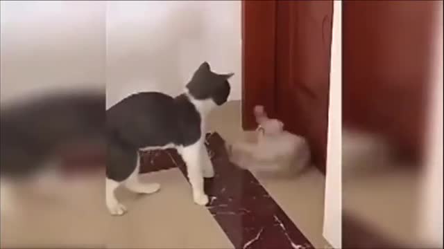 Funniest Cats and Dogs Video Try Not To Laugh