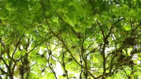 Aerial photography of forests around the world