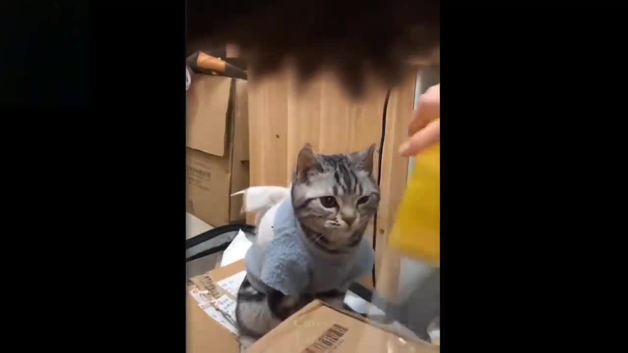 Try To Not Laugh To These Pets, Cute And Funny compilation!!!