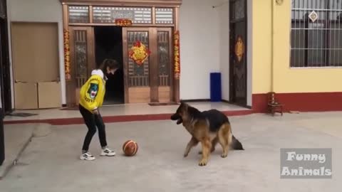 Very funny dogs pappiii