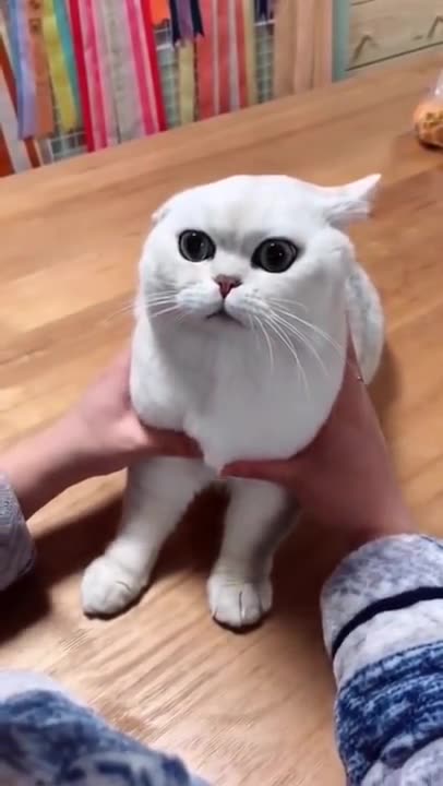 Funny Cat video