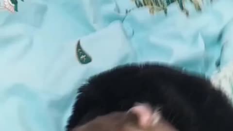 Twerking hamster