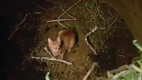 watching it a HUNDRED times is still not enough