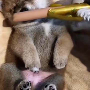 🤩🤩Fanny 😺 Cat🤩🤩 Vedio 😺