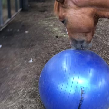 Ember Playing with Her Ball #short