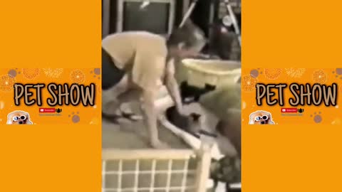 Best of Funny Animals