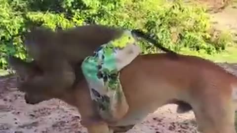 Monkey and dog