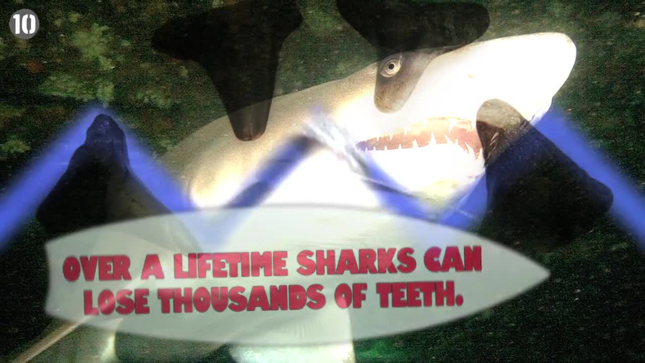 10 Things You Didn't Know About Sharks