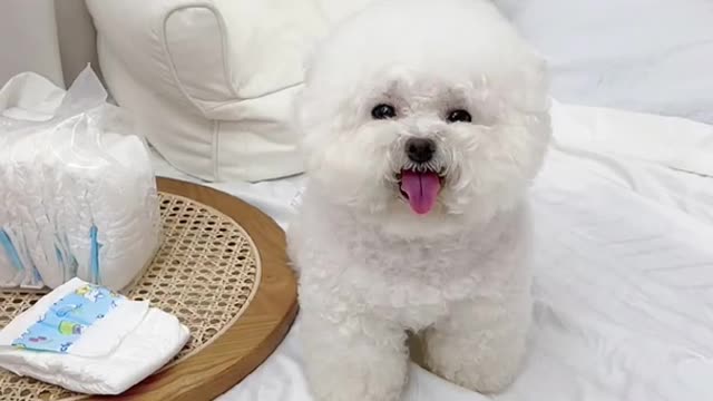 Funny Dog videos compilation by it self