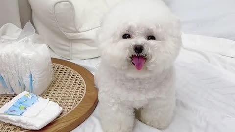Funny Dog videos compilation by it self