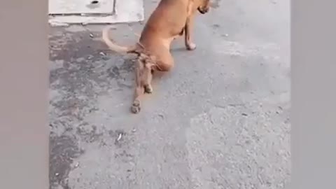 Very funy dog look it ……..hahahahaha