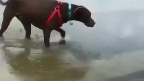 This dog never expect what will happen next