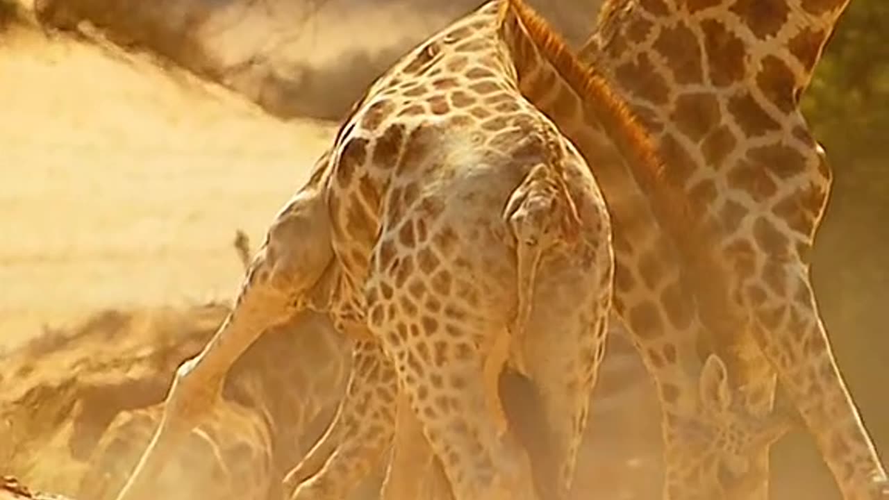Nature Creature