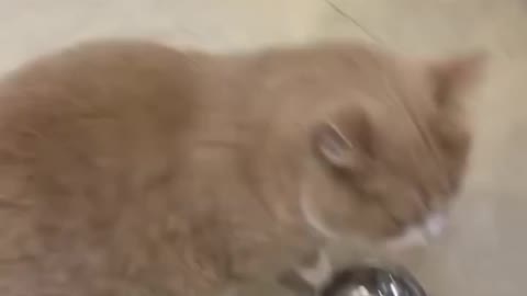 Fanny cat video