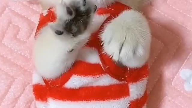 Baby cats funny video 2022 #5