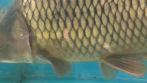 Do you like fish?