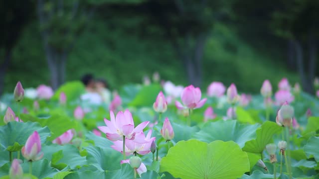 Lotus is beauty