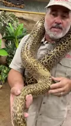Amazing Granite Burmese Python! 🐍 🤩