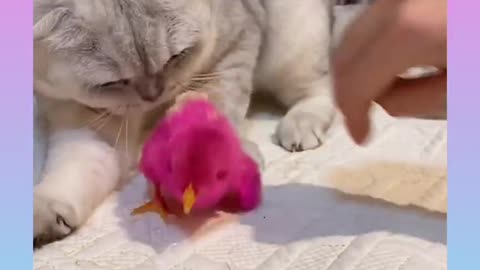 Funnyy cats video