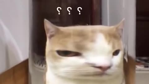 This Funny Cat Face Before | Funny Cute Cats Videos