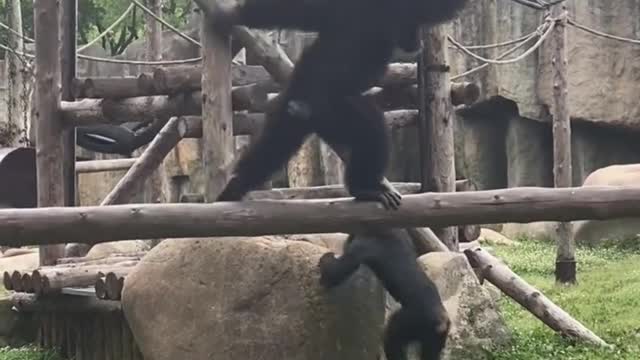 The orangutan is playing music with a bell